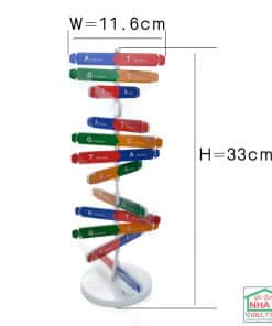 Mô hình cấu trúc phân tử ADN  CÔNG TY TNHH KHOA HỌC CÔNG NGHỆ HKM