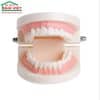 Mô hình hàm răng người trưởng thành trong dạy học DIY95